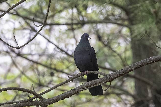 울산 동구 해안가 곰솔가지에서 발견된 흑비둘기의 모습. 짹짹휴게소 홍승민 대표 제공