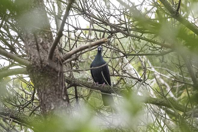 울산 동구 해안가 곰솔가지에서 발견된 흑비둘기의 모습. 짹짹휴게소 홍승민 대표 제공