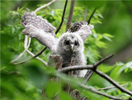 동해안 천년 고찰의 품에서 큰 긴점박이올빼미  [촬영 유형재]