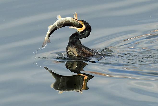 민물가마우지의 물고기 사냥 [연합뉴스 자료사진]