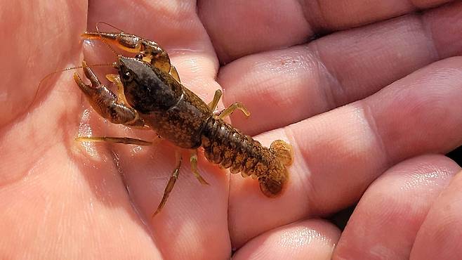 천안 병천천서 다시 발견된 생태계 교란종 '미국가재' [천안아산환경운동연합 제공. 재판매 및 DB 금지]
