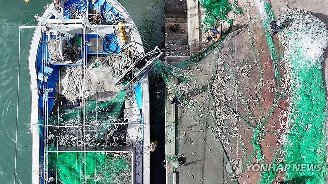 한림항 참조기 작업 [연합뉴스 자료사진]