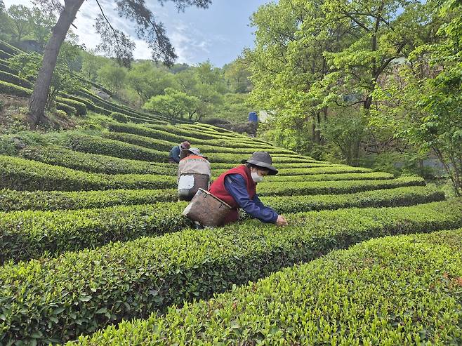 장군차 수확합니다 [김해시 제공. 재판매 및 DB 금지]
