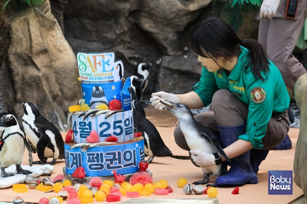 에버랜드, "4월 25일은 세계 펭귄의 날". ⓒ에버랜드