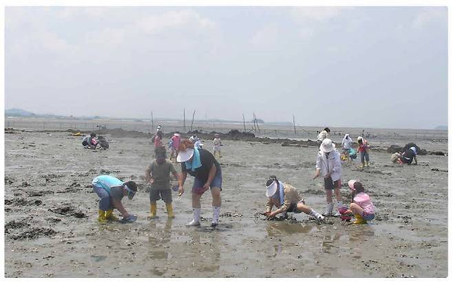 고창 하전마을의 갯벌 체험 (사진=어촌어항공단)