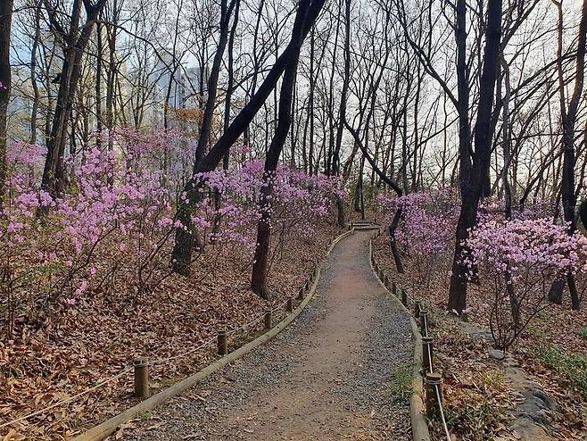 .오금공원 산책길에 핀 진달래(송파구 제공) / 연합뉴스