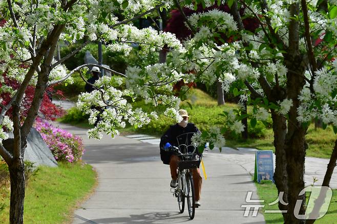 23일 오전 경북 포항시 남구 대잠동 철길 숲길에서 자전거를 탄 시민이 활짝 핀 이팝나무 아래를 지나고 있다. 2025.4.23/뉴스1 ⓒ News1 최창호 기자