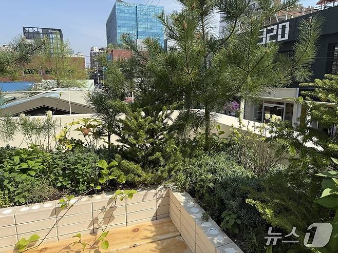 시로 성수 2층 테라스에서 재배하는 허브의 모습. ⓒ 뉴스1 김형준 기자