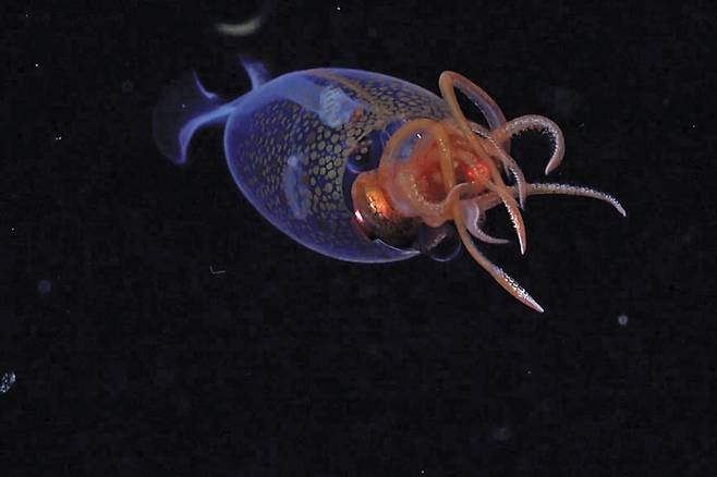 /슈미트 해양연구소