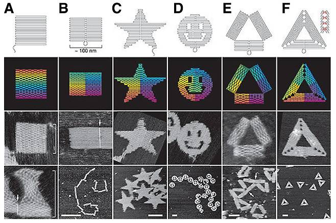 DNA 오리가미는 2006년 캘리포니아 공대(칼텍)의 폴 로스문트(Paul Rothemund) 박사가 처음 개발했다. 그는 종이를 접듯 DNA를 겹겹이 연결해 다양한 나노 구조물을 만들어냈다./Nature