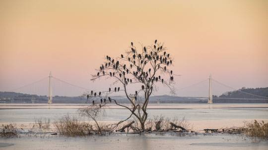 차광호 논산시 부적면장의 사진전 '머무르고 싶은 논산' 주제작. 탑정호의 노을과 나뭇가지 위 새를 담은 사진으로, 사진의 배경이 되는 노을은 34년의 공직 생활을 마무리하는 과정이며, 나뭇가지 위의 많은 새들은 그 동안의 수많은 인연으로 공직 끝자락에서 느낀 논산의 아름다운 정서와 시민들에 대한 작가의 애정이 상징적으로 담겨져 있다.