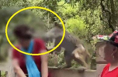 원숭이가 여성의 가발을 벗기는 모습. X(트위터) 캡처