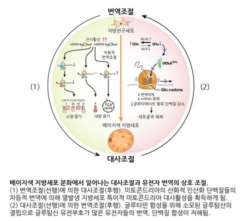 베이지 지방세포 분화과정에서 확인된 단백질 번역과 대사 간 상호조절의 신규 기전.