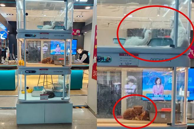 최근 중국 온라인에서 논란이 된 '반려동물 자동판매기'. 사진=남방도시보 캡처