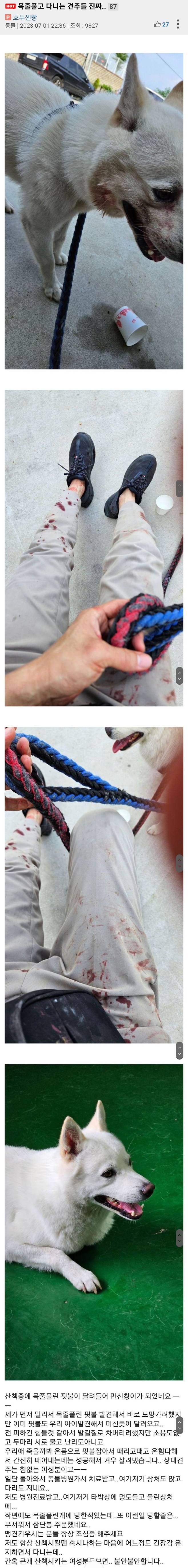 resized_b124316d7fe4bbbe04028e034d224f96-1_20240419_154437.jpg 목줄없는 핏불이 달려듬 목줄없는 핏불이 달려듬