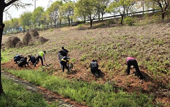 하남시 당정뜰 일대에서 생태계교란 식물을 제거하는 모습. [사진=하남시]
