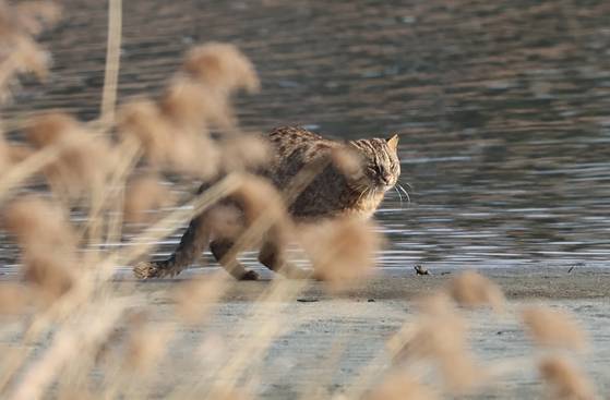 강원 강릉시 남대천 갈대숲에서 환경부 멸종위기 야생생물 Ⅱ급인 삵이 먹잇감을 노리고 있다. 연합뉴스