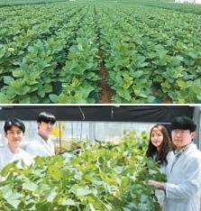 전북 김제시 논 콩 재배지. 아래 사진은 국립식량과학원 밭작물개발과 연구원들이 경남 밀양 시험온실에서 콩 생육을 조사하는 모습.