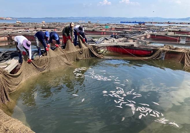 지난해 8월12일 충남 태안군 안면읍 대야도 양식어민들이 폐사한 우럭들을 건져내고 있다. 연합뉴스