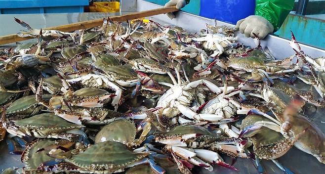 제철 맞은 진도 꽃게 / 사진=진도군 제공