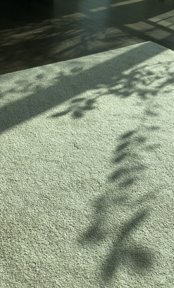 집에 길게 드리운 겨울 햇살을, 햇살이 만들어낸 구아바 나무의 그림자를, 천천히 바라보고 있으면 안온해진다. 그뿐이다./사진=남형도 기자