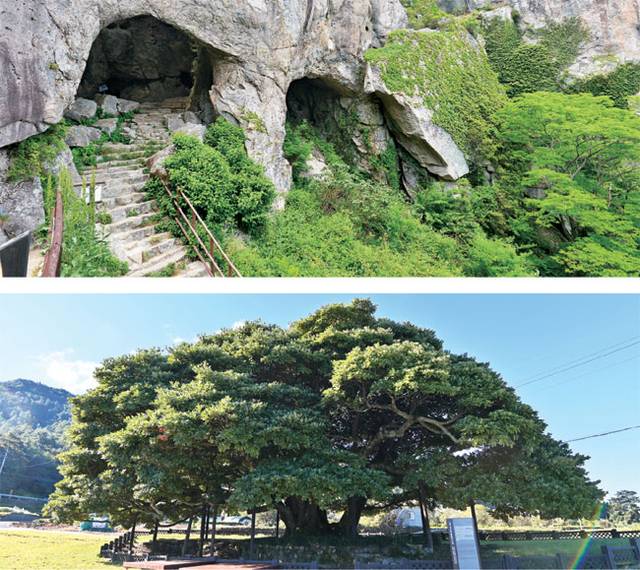 위 사진은 남해 금산의 쌍홍문. 해골의 눈처럼 생긴 바위동굴이다. 상주리 쪽에서 두 발로 걸어서 금산을 오르다 보면 만난다. 아래는 수령 500년이 넘는 당당한 풍모의 창선도의 노거수 왕후박나무.