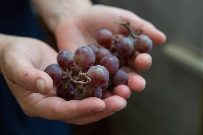 노화 지연에 좋은 레스베라트롤은 적포도 껍질에 많다.