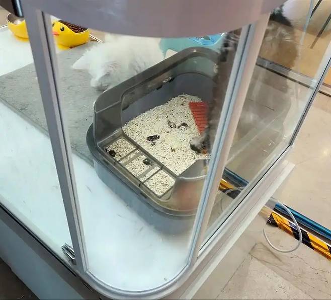 반려동물 자판기 속 방치된 분뇨 [사진 출처 = 남방 메트로폴리스]