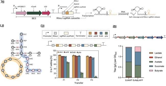 대장균 유전자 동시 편집과 대사산물 분석 그림 [한국생명공학연구원 제공. 재판매 및 DB 금지]