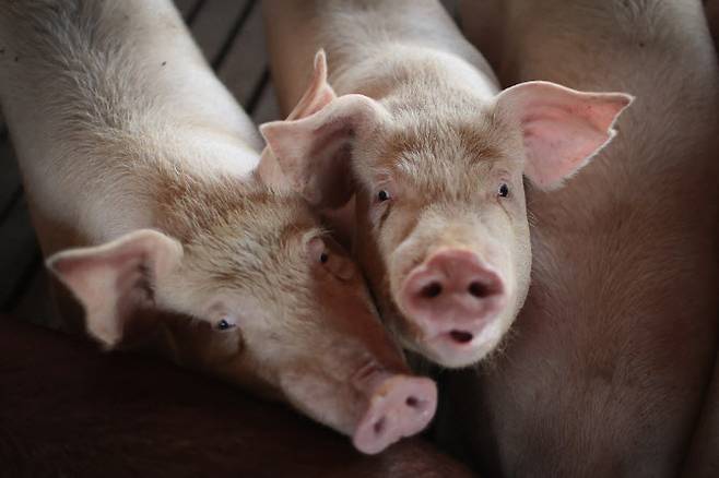 미국 아이오와주 농장에서 사육되는 돼지. (사진=AFP)