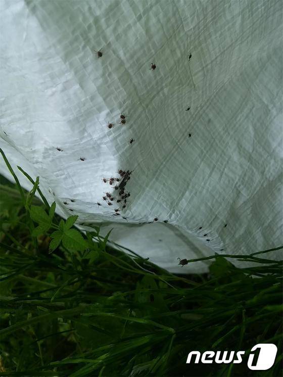 야생 참진드기. ⓒ News1 김대홍 기자