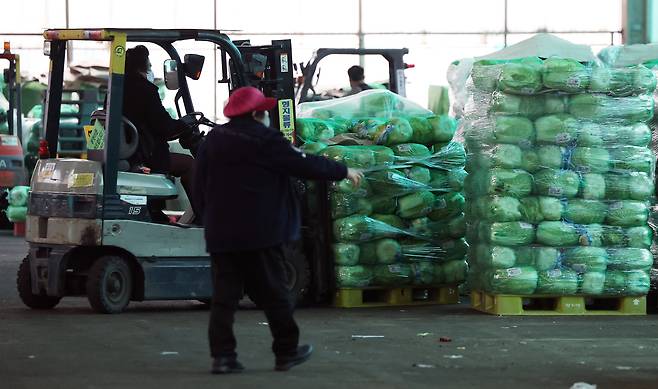 배추 생산량이 전년 대비 감소하면서 배춧값이 급등한 지난해 4월, 서울 송파구 가락농수산물도매시장에서 배추를 판매하고 있다. /뉴스1
