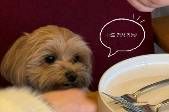 강아지 '뽀둥'. 유가인 기자