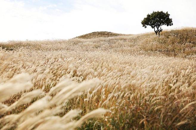 황매산의 가을 억새경관. 제이더블유랜드스케이프 제공