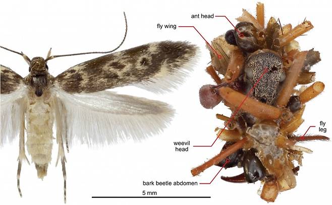 뼈 수집가 애벌레의 성체 암컷(왼쪽)과 애벌레가 수집한 곤충 잔해를 분석한 사진. 개미 머리, 딱정벌레 머리, 파리의 날개와 다리 등이 관찰된다. 나머지는 거미가 탈피하고 남은 잔해다. Rubinoff et al.(2025)/Science 제공