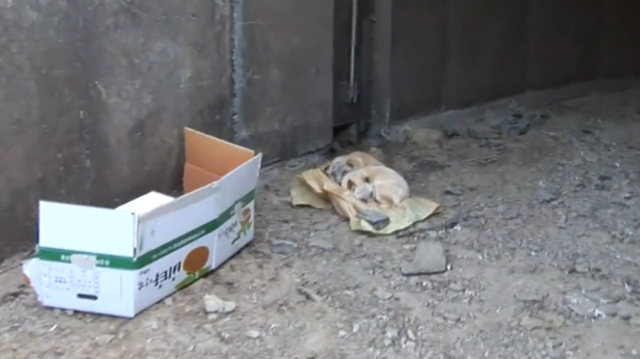 진진이는 지난 2011년 3월 충남 당진시의 한 농수로에서 버려진 채 발견됐다. SBS TV 동물농장 캡처