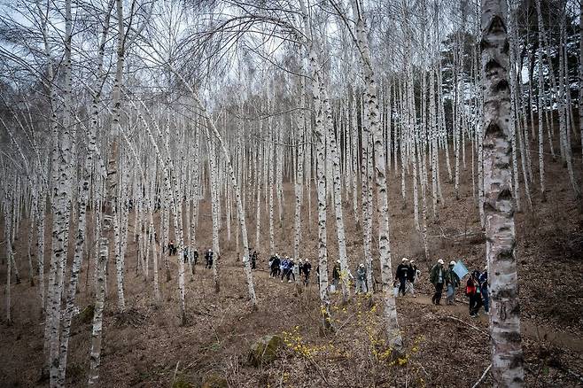 올해 ‘신혼부부 나무심기’에는 신혼부부 106쌍, 유한킴벌리 임직원, 생명의숲·산림청·인제군 관계자 350여 명이 참여했다. 이들은 훼손된 자작나무가 잘려나간 자리에 은행나무 4500그루를 심었다. [사진 유한킴벌리]