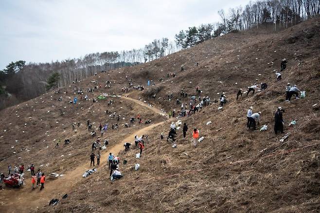 자작나무를 벌채한 구역에서 신혼부부들이 2인 1조로 나무를 심고 있다. 한 팀당 할당된 묘목은 15그루. 나무를 심을 자리에는 길다란 막대가 꽂혀 있었다. 비료가 든 흰색 포대도 군데군데 놓여있었다. [사진 유한킴벌리]