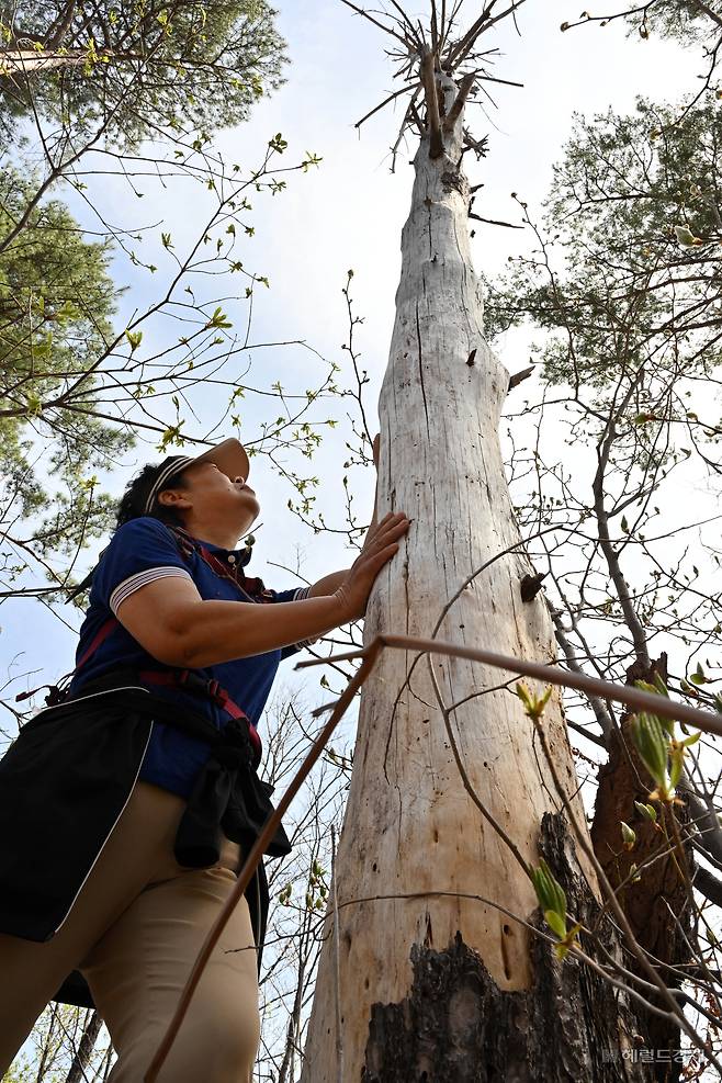 영풍 석포제련소 1공장 뒷 야산에 한 나무가 고사되어 표피가 벗겨져 있다. 봉화=임세준 기자