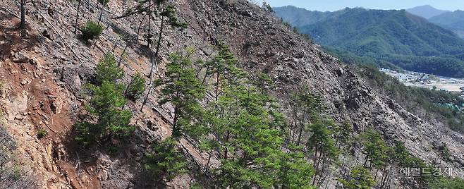 제련소 1공장 옆산 나무 곳곳에 푸른잎이 피어나고 있다. 봉화=임세준 기자