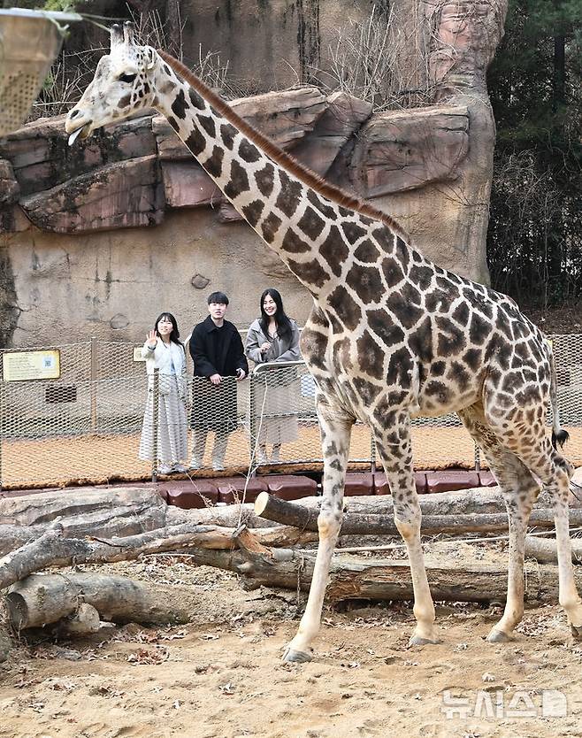 [용인=뉴시스] 김종택 기자 = 사파리 도보 탐험 프로그램 '리버 트레일 어드벤처'오픈을 하루 앞둔 20일 경기도 용인시 에버랜드에서 임직원들이 사전체험을 하고 있다.사자, 기린, 코끼리 등 야생동물을 가까이에서 관찰할 수 있는 리버 트레일 어드벤처는 기존 탐험 차량을 이용하는 방식에서 벗어나 사파리월드와 로스트밸리 사이 110m 길이의 수상 부교를 직접 걸으며 체험하는 새로운 형태의 사파리다. 2025.03.20. jtk@newsis.com