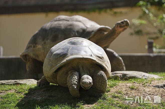 [필라델피아=AP/뉴시스] 23일(현지 시간) 미 펜실베이니아주 필라델피아 동물원에서 약 100살 된 갈라파고스 거북 ‘마미’(앞쪽)와 약 96살인 '아브라조'가 우리를 거닐고 있다. 마미는 지난 2월 처음으로 새끼 네 마리를 부화시켜 동물원 150년 역사상 최초의 갈라파고스 거북 부화 사례를 기록했으며, 최고령 초산으로도 이름을 올렸다. 2025.04.24.