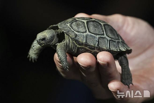 [필라델피아=AP/뉴시스] 23일(현지 시간) 미 펜실베이니아주 필라델피아 동물원에서 이곳 직원들이 약 100살 된 갈라파고스 거북 ‘마미’가 부화시킨 새끼 거북 네 마리 중 한 마리를 공개하고 있다. 마미는 지난 2월 처음으로 새끼 네 마리를 부화시켜 동물원 150년 역사상 최초의 갈라파고스 거북 부화 사례를 기록했으며, 최고령 초산으로도 이름을 올렸다. 2025.04.24.