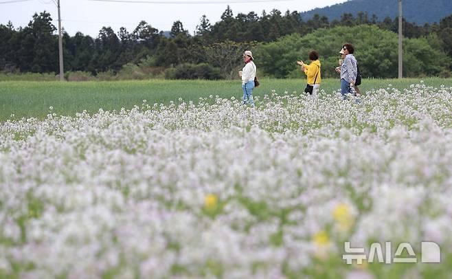 [서귀포=뉴시스] 우장호 기자 = 구름 낀 날씨를 보인 25일 오전 제주 서귀포시 표선면 보롬왓 농장에서 관람객들이 활짝 핀 알타리꽃을 배경으로 사진을 촬영하며 늦봄 정취를 만끽하고 있다. 2025.04.25. woo1223@newsis.com