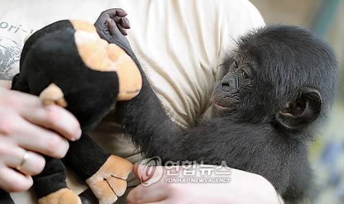 새끼 침팬지 [EPA=연합뉴스]