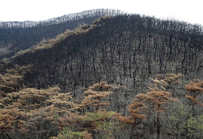 화마가 지나간 등운산 [촬영 이세원]