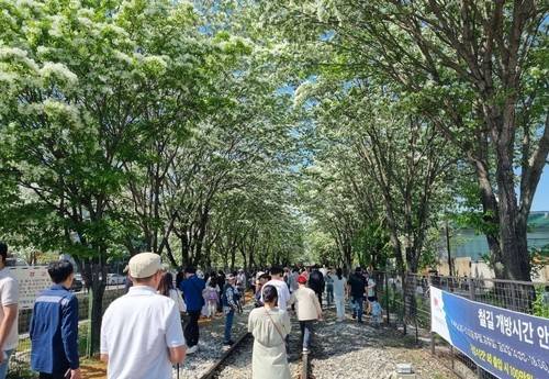 팔복동 이팝나무철길 [연합뉴스 자료사진]