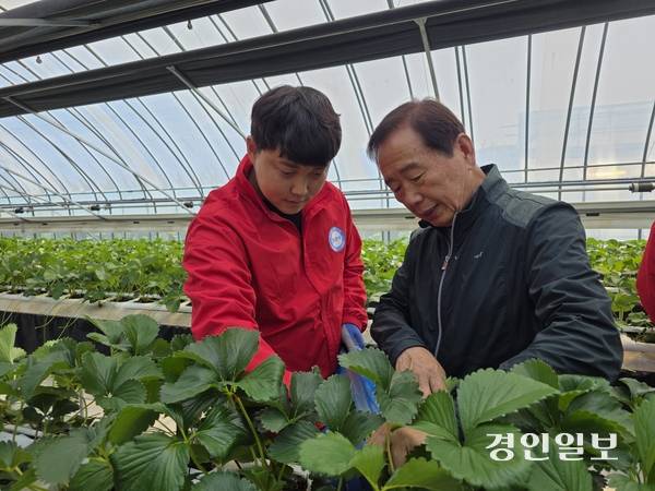 농협청년농부사관학교 실습농장인 이든팜에서 김만기 교수가 딸기에 대해 설명하고 있다. 2025.4.24 /구민주 기자 kumj@kyeongin.com
