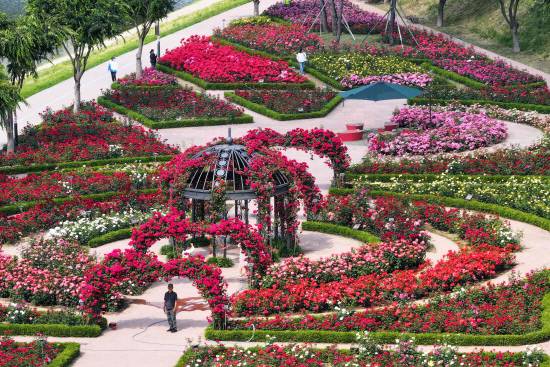 삼문 둔치 내 6500㎡ 규모로 조성된 장미공원은 3만여 송이의 형형색색의 장미가 5월 초부터 꽃을 피우기 시작한다. 벨베데레, 블루리버, 톱트로쉬 등 18종의 장미가 제각각 자태를 뽐내며 은은한 향기를 퍼뜨린다. 사진=밀양시