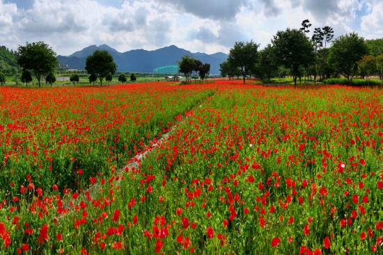 꽃양귀비 단지는 호텔아리나 앞 밀주교에서 나노교 인근까지 이어지며 면적은 2만5000㎡에 이른다. 사진-밀양시